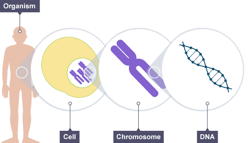 DNA contained in the nucleus of a cell