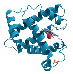 Myoglobin