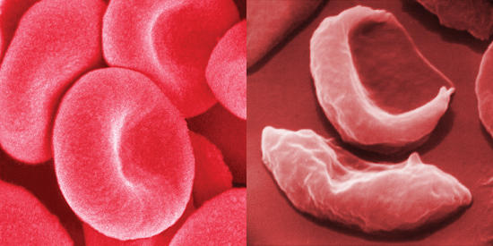 Red blood cells